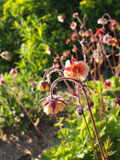 'Savanna Sunset'